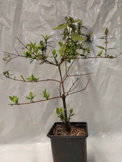 Abelia à grandes fleurs — Godet 9cm