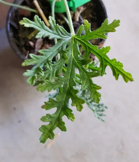 Géranium au parfum de citron ' '