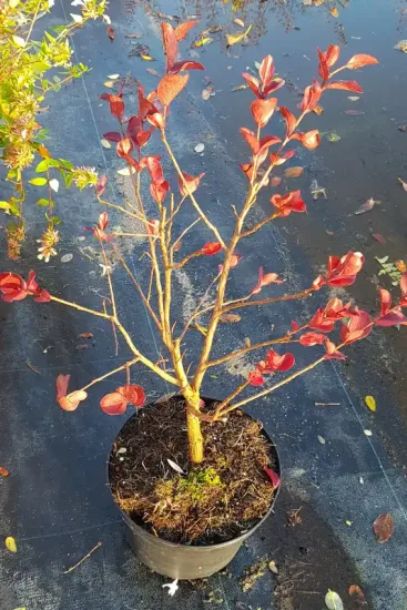 Lilas des indes 'Dynamite' (Lagerstroemia indica) — jeune arbuste aux feuilles rouges en pot · Pot 3L Touffe