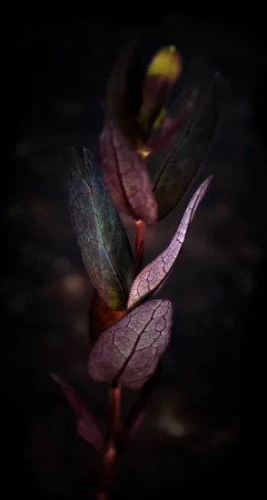 Lophomyrthus 'Magic dragon'