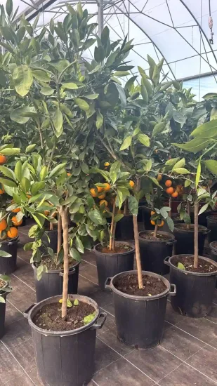 Mandarinier 'Satsuma' — Pot 35L Tige