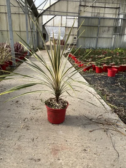 Faux-Dragonnier 'Torbay Dazzler' — Pot 4L