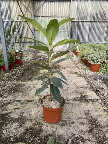 Néflier du japon — Pot 10L