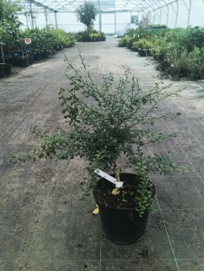 Citronnier caviar 'Green finger' — Pot 5L Touffe