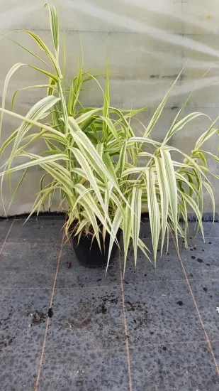 Canne de provence naine 'Variegata compact elly' (Arundo donax) — touffe de longues feuilles panachées en pot noir · Pot 3L