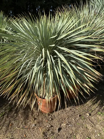 Yucca Rostrata — Pot 30L