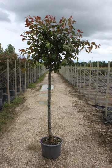 Pommier d'ornement 'Courtarou' — Pot 20L Tige 10/12