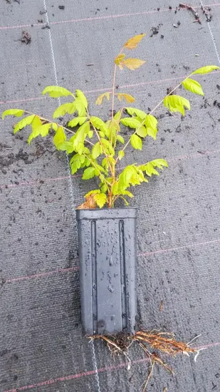 Savonnier de Chine (Koelreuteria paniculata) — jeune plant feuillu en pot plastique noir · Godet