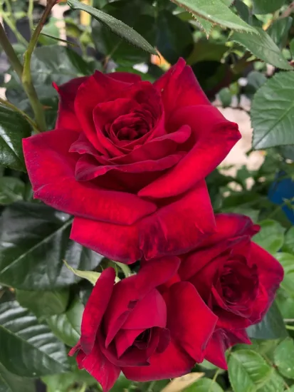 Rosier 'La rose monsieur'