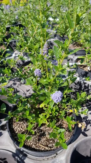 Céanothe Skylark (Ceanothus thyrsiflorus) — arbuste en pot avec grappes de fleurs mauves · Pot 3L Touffe