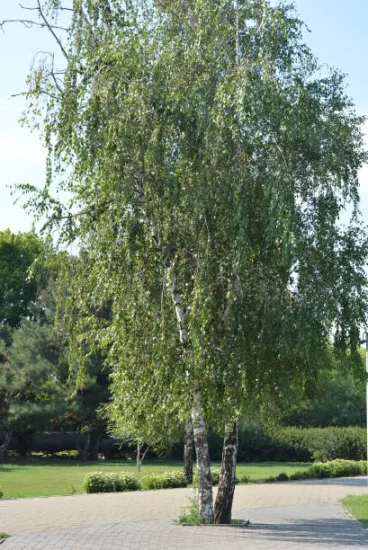 Bouleau verruqueux 'Cepee'