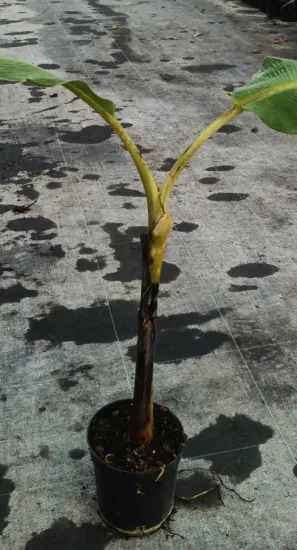 Bananier à fruits comestibles 'Dajiao' (Musa sikkimensis) — jeune plant dressé avec deux grandes feuilles · Pot 2.5L
