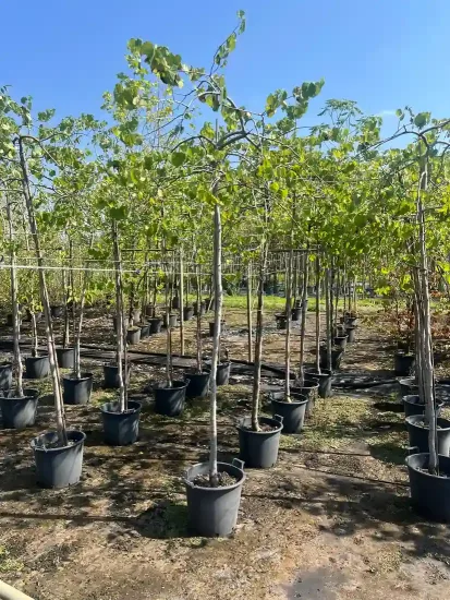 Gainier du canada 'Vanilla twist' (Cercis canadensis) — alignement de jeunes arbres en conteneurs noirs · Pot 30L Baliveau