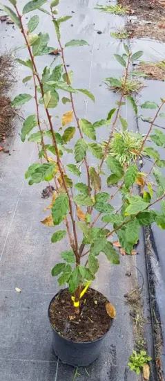 Chalef d'automne (Eleagnus umbellata) — jeune arbuste dressé avec feuillage vert en pot · Pot 3L