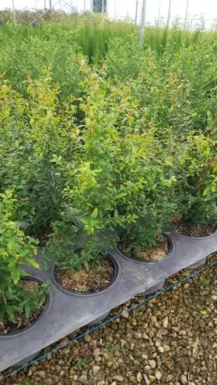 Grenadier à fleurs 'Parfianka' (Punica granatum) — rang de jeunes arbustes verts en pots · Pot 3L Touffe