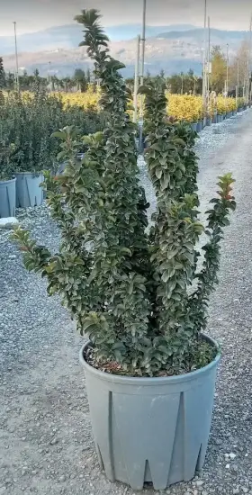 Fusain du japon 'Benkomasaki' (Euonymus japonicus) — arbuste dense dressé dans un pot plastique · Pot 10L