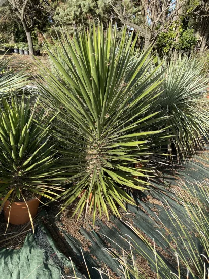 Palmier de Saint-Pierre — Pot 30L
