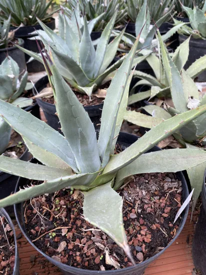 Agave de parry 'Couesii' (Agave parryi) — Pot 5L