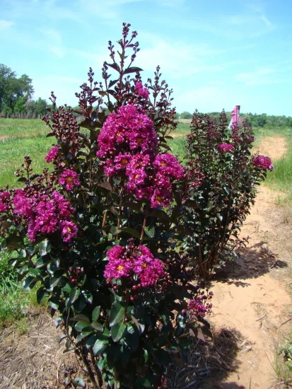 Lilas des indes 'Rhapsody in blue'