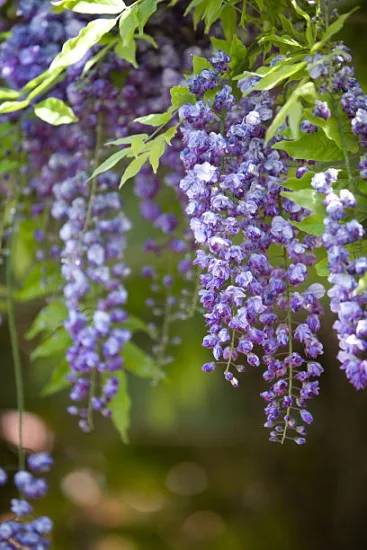 Glycine à longues grappes