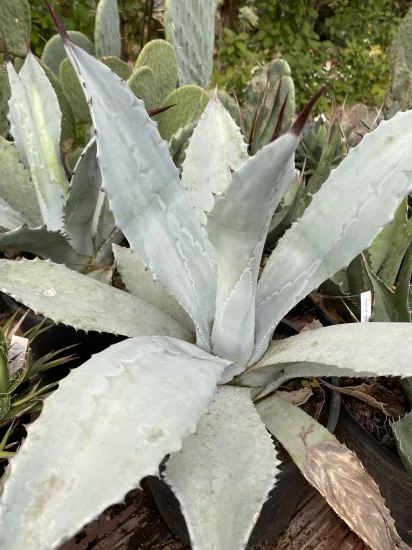 Agave franzosinii — Pot 5L