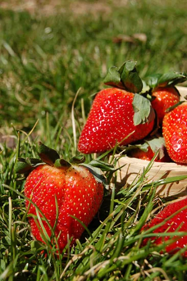 Fraisier 'Nova gento' (Fragaria × ananassa)