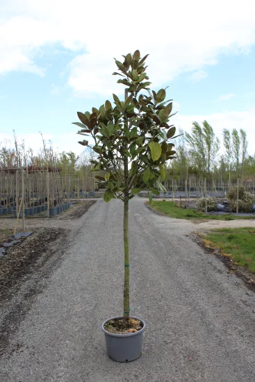 Magnolia de la galissonnière 'Galissoniere' — Pot 20L 1/2 tige