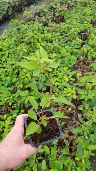 Kiwaï 'Issaï' (Actinidia arguta) — jeune plant feuillu tenu en main · Godet