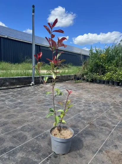 Photinia 'Red robin' — Lot de 40