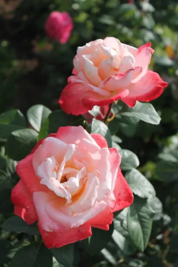 Rosier 'Imperatrice farah '