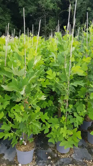 Tulipier de Virginie (Liriodendron tulipifera) — groupe de jeunes arbres feuillus en pots · Pot 8L Baliveau