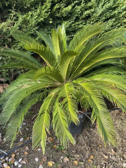 Cycas du Japon — Pot 90L
