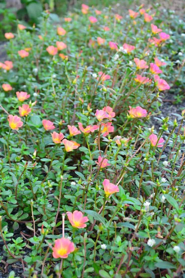 Potentille 'Double punch peach'