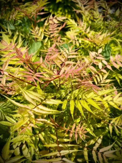Fausse spirée à feuilles de sorbier 'Sem'