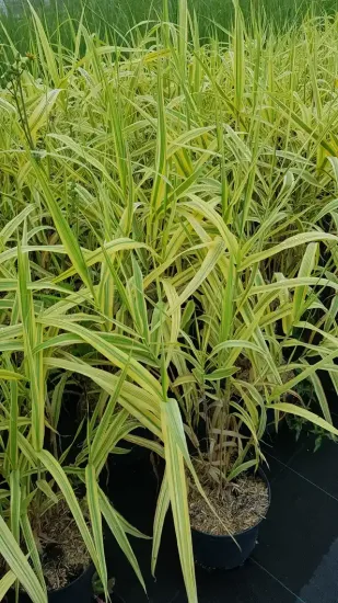 Canne de provence jaune 'Aureovariegata' (Arundo donax) — touffes denses de longues feuilles panachées vert jaune · Pot 3L