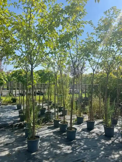 Mûrier platane sans fruit (Morus kagayamae) — Pot 30L Tige 14/16