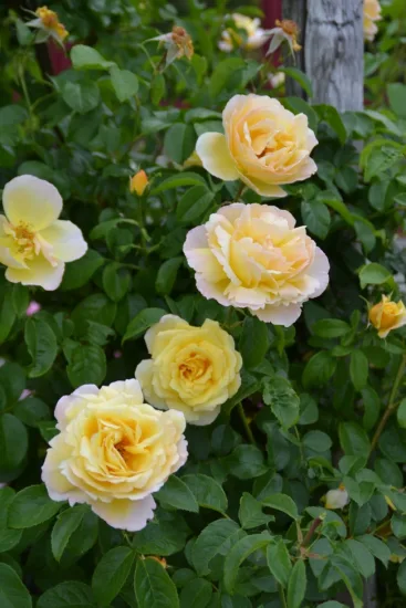 Rosier 'Soleil vertical'