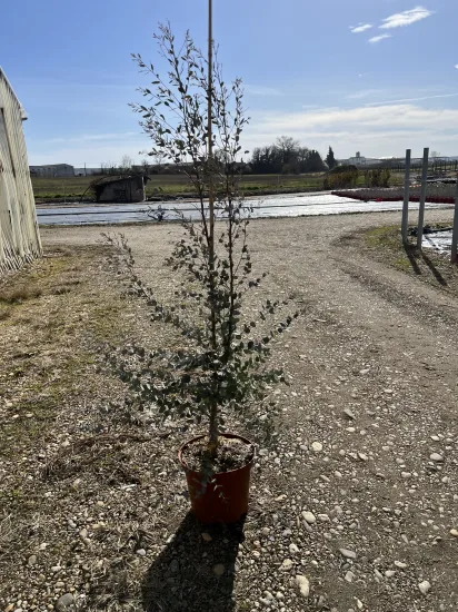 Eucalyptus à feuilles rondes 'Sylverana' — Pot 10L