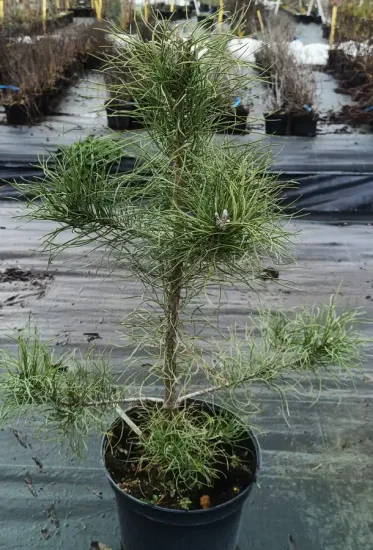 Pin noir 'Corsicana' (Pinus nigra) — jeune conifère en pot sur bâche de pépinière · Pot 8L