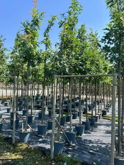 Chêne rouge d'amérique 'Borealis' (Quercus rubra) — alignement de jeunes arbres en conteneurs sur pépinière · Pot 30L Tige 8/10