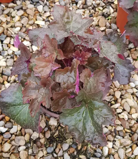 Heuchères 'Palace purple' — Pot 3L