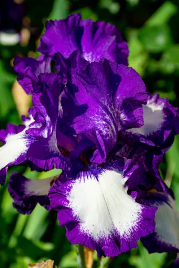 Iris d'allemagne 'Mariposa autumn violet'