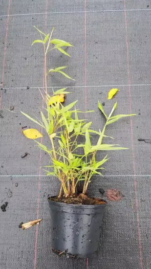 Bambou moyen, Bambou à chaumes verts (Phyllostachys bissetii) — jeune plant à tiges dressées en pot · Pot 1.5L