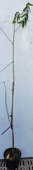Noyer mexicain (Juglans mollis) — jeune tige ligneuse fine avec quelques branches latérales · Pot 6L Baliveau