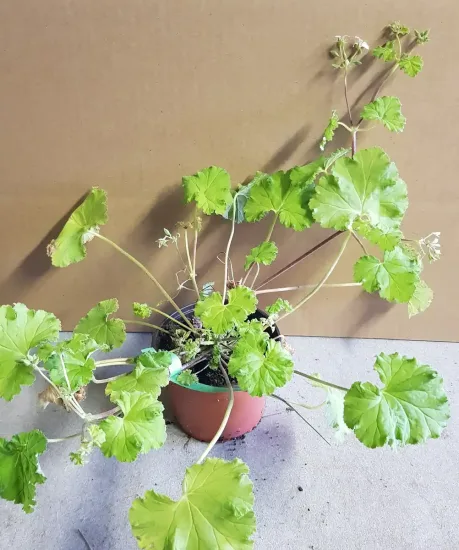Géranium au parfum de pomme verte (Pelargonium odoratissimum) — plante à longues tiges et larges feuilles rondes · Pot 1.5L