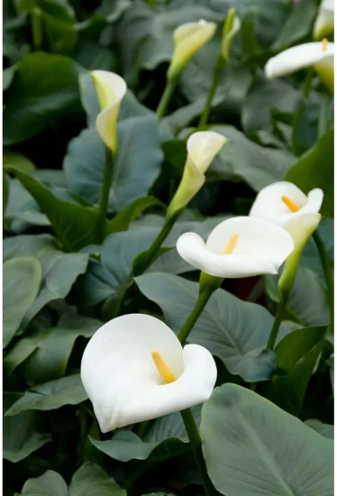 Arum blanc d'ethiopie