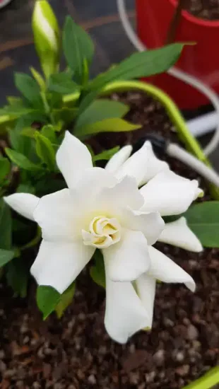 Gardenia 'Celestial star'