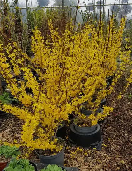 Forsythia 'Lynwood gold' — Pot 8L