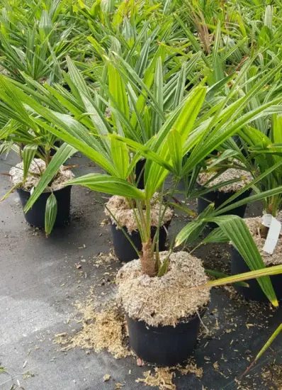 Palmier de chine (Trachycarpus fortunei) — jeune palmier en pot sur sol de pépinière · Pot 3L