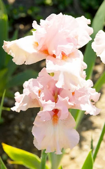 Iris d'allemagne 'Celebration song rose' (Iris germanica) — photo 2